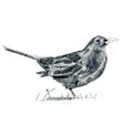 Pencil drawing blackbird