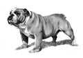 Pencil Drawing of Bulldog