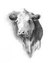 Pencil Drawing of Cow Head