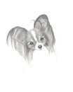 Pencil Drawing of a Cute Papillon Dog