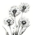 pencil drawing detailed sketch black and white dry dandelions flowers on white background Royalty Free Stock Photo