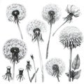 pencil drawing detailed sketch set of black and white dry dandelions flowers on white background Royalty Free Stock Photo