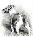 Pencil Drawing of Jack Russell Terrier Dog