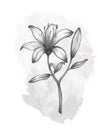 Pencil drawing of lily flower, leaves and branch with gray watercolor shape. Decorative black and white design. Hand drawn outline Royalty Free Stock Photo