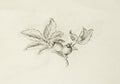 Pencil drawing on old paper, Rose. Latin name, rosa canina.