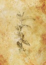 Pencil drawing on old paper, Sketch mint leaves. Sepia color. Royalty Free Stock Photo