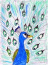 A pencil drawing of a peacock Royalty Free Stock Photo