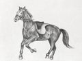 Pencil Drawing of a Running Horse