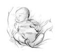 Pencil drawing of sleeping baby