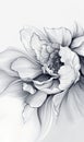 pencil drawing style of a large flower