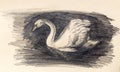Pencil drawing swan on old paper background.