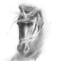 pencil Drawing unicorn realistic style, tattoo, shirt design, logo or sign