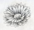 Daisy flower pencil sketch Royalty Free Stock Photo