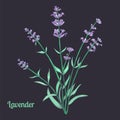 Pencil Drawn Vector Illustration of a Lavender