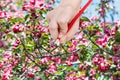 Pencil draws red flowers on apple tree in spring Royalty Free Stock Photo