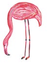 Pencil flamingo isolated on white background. Hand drawing illustration for design, prints, posters, cards, textiles and patterns Royalty Free Stock Photo