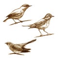 Pencil illustration, set. Birds. Oriole, thrush and cuckoo. Hand drawing.