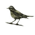 Pencil illustration, thrush. Sitting forest bird drawn with a pencil