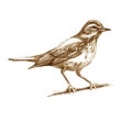 Pencil illustration thrush. Sitting forest bird drawn with brown pencil. Sepia