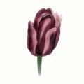 Pencil illustration, tulip. A flower drawn with a pencil