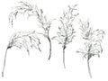 Pencil linear tropical set of black pampas grass. Hand painted exotic plant isolated on white background. Floral