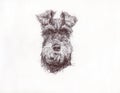 Pencil miniature schnauzer breed dog, graphics, pattern.