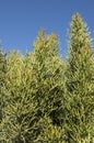 Pencil Plant Against Blue Sky Royalty Free Stock Photo