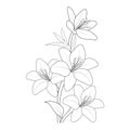 Botanical lily flwoer drawing, lily flower vector art, lily flwer line art, realistic lily flower illustration