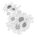 Pencil realistic daisy flower doodle. simple daisy line drawing, Gerbera daisy flower line drawing, Pale Purple Coneflower,