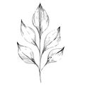 Pencil sketch botanical line drawings, hand-printed botanical template, elegant botanical line sketch vector illustration