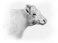 Pencil Sketch of A Cow's Head, Side View