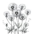 pencil sketch fluffy dry dandelions flowers on white background Royalty Free Stock Photo