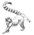 Pencil Sketch Lemur, Madagascar