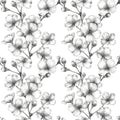 pencil sketch seamless floral pattern of cherry blossoms on white background Royalty Free Stock Photo