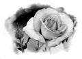 Pencil Sketch of Single Rose