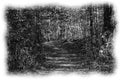 A pencil sketch of a wooded path.