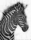Pencil Sketch Of A Zebra Portrait In Black And White