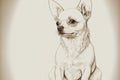 Pencil style drawing of a Chihuhua dog Royalty Free Stock Photo