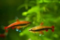 Pencilfish male and female, Nannostomus beckfordi red, Brazilian ornamental blackwater fish from Rio Negro Royalty Free Stock Photo