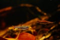 pencilfish, popular schooling species in biotope design aquarium, low light with brown tannin stained acid water, ornamental fish