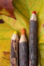 wood pencils on leaf