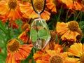 Pendant made of epoxy resin with clover on a background of flowers Royalty Free Stock Photo