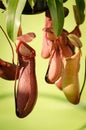 Pendant pitcher plant in a garden Royalty Free Stock Photo