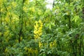 Pendent yellow raceme of Laburnum anagyroides