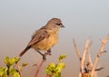 Penduline Tit Royalty Free Stock Photo