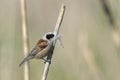 Penduline tit Royalty Free Stock Photo