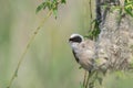 Penduline tit Royalty Free Stock Photo