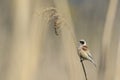 Penduline tit Royalty Free Stock Photo