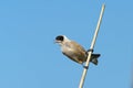 Penduline tit Royalty Free Stock Photo