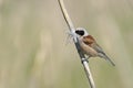 Penduline tit Royalty Free Stock Photo